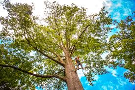 Reliable Hazlehurst, GA Tree Care Solutions